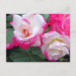Rosa Destiny［Postcard］ Postcard