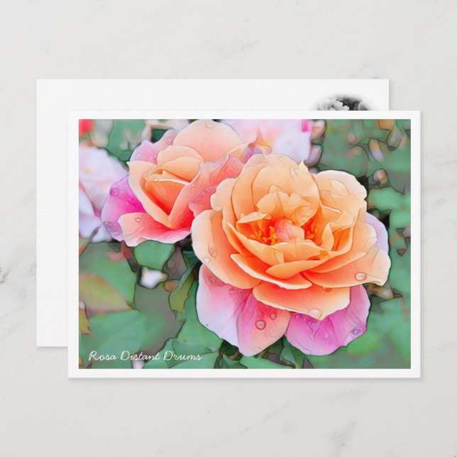 Rosa Distant Drums Postcard (Front/Back)