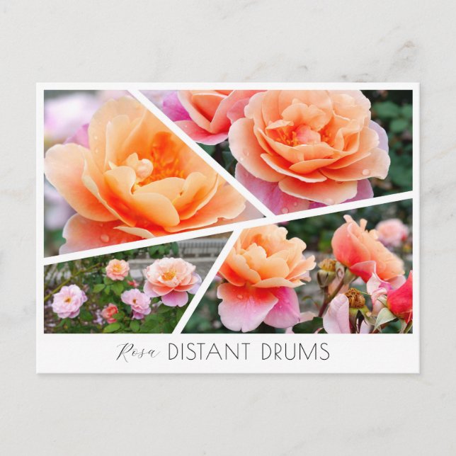 Rosa Distant Drums Postcard (Front)