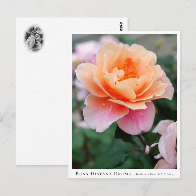 Rosa Distant Drums Postcard (Front/Back)