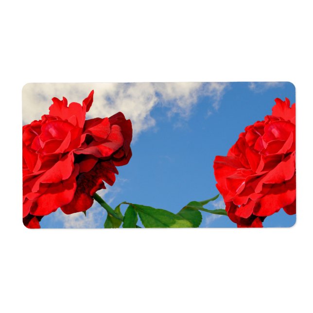 Rosa Don Juan with a blue sky  (Front)