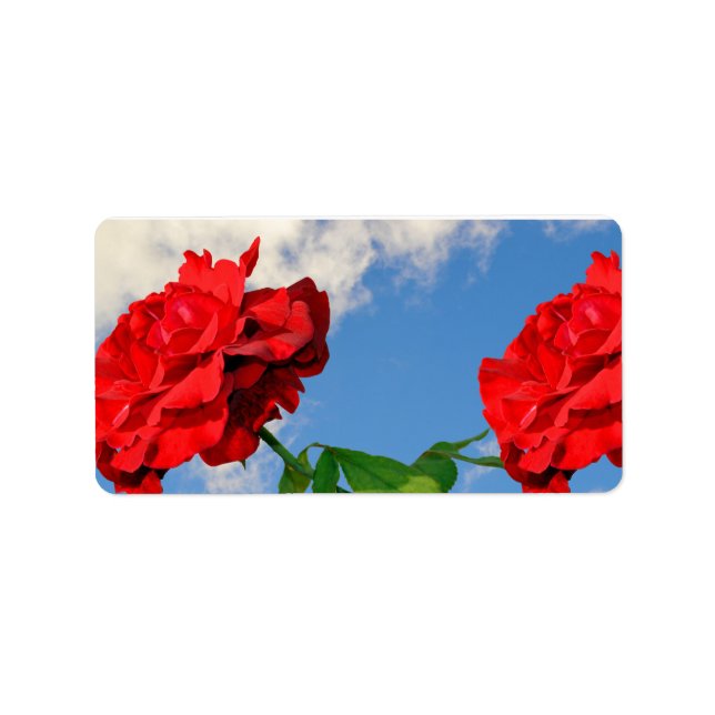 Rosa Don Juan with a blue sky  Label (Front)