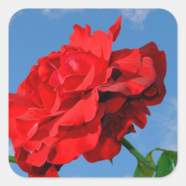 Rosa Don Juan with a blue sky  Square Sticker (Front)