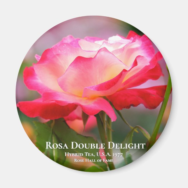 Rosa Double Delight Magnet (Front)