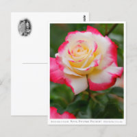 Rosa Double Delight