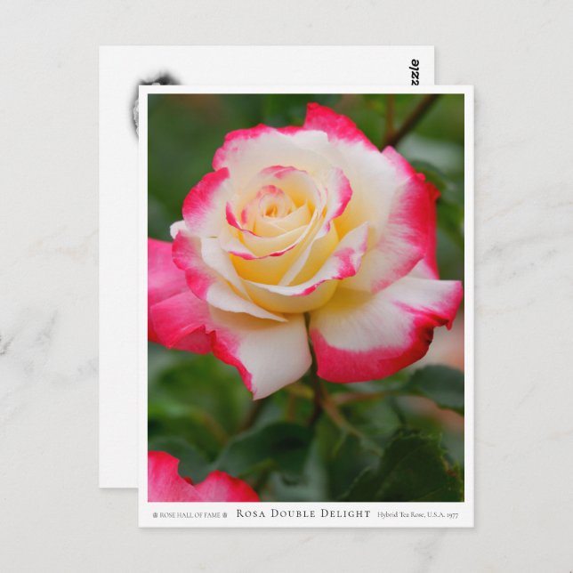 Rosa Double Delight Postcard (Front/Back)