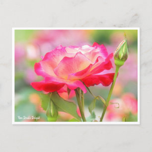 Rosa Double Delight Postcard
