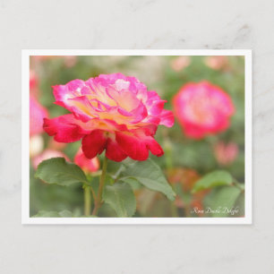 Rosa Double Delight Postcard
