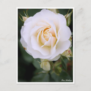 Rosa Edelweiss: Postcard