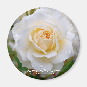 Rosa Edelweiss [Round Magnet] Magnet