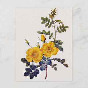 Rosa Eglanteria, P. J. Redoute, wild yellow roses Postcard