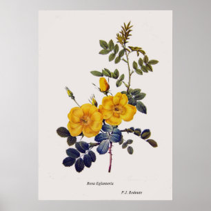 Rosa Eglanteria, wild roses,P. J. Redoute Poster