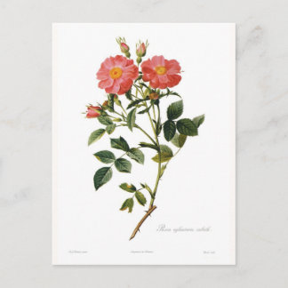 Rosa eglanteria zabeth postcard