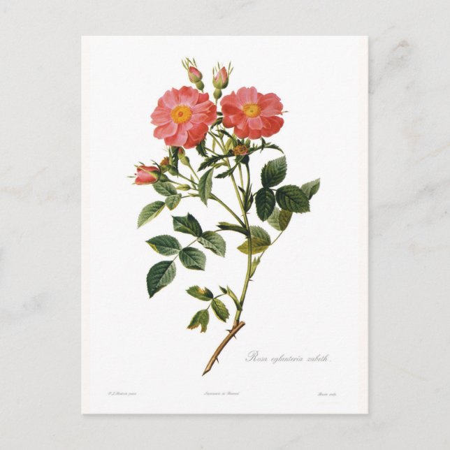 Rosa eglanteria zabeth postcard (Front)
