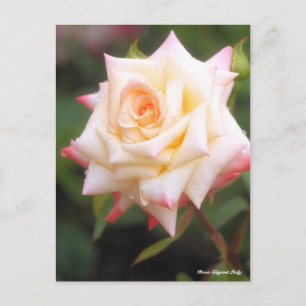 Rosa Elegant Lady Postcard