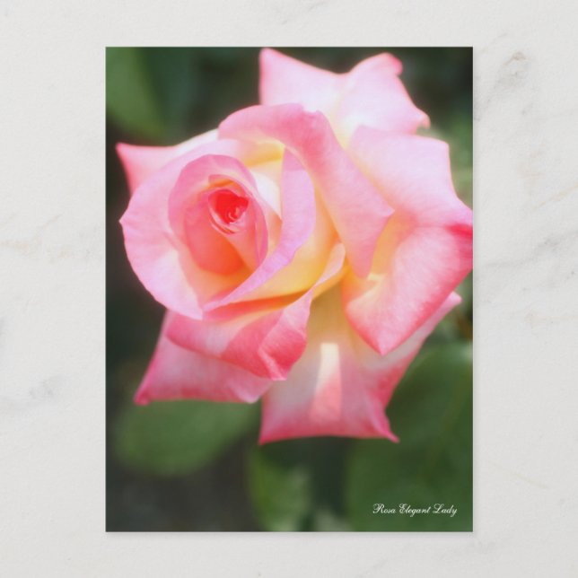 Rosa Elegant Lady [Postcard] Postcard (Front)