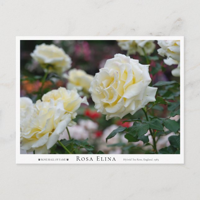 Rosa Elina Postcard (Front)