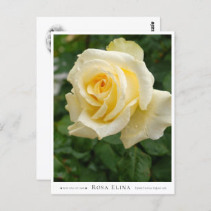 Rosa Elina Postcard
