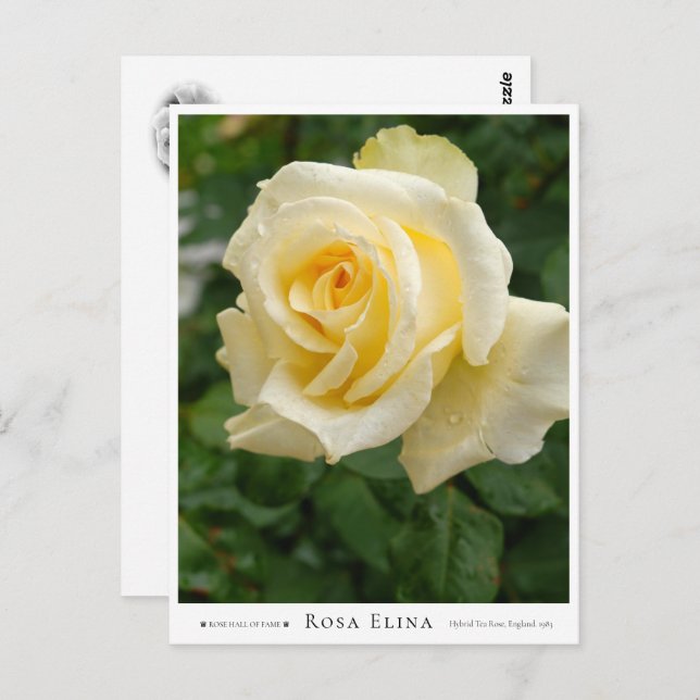 Rosa Elina Postcard (Front/Back)