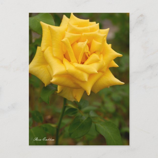 Rosa Emblem ポストカード Postcard (Front)