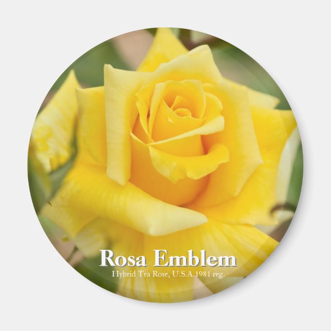 Rosa Emblem Magnet (Front)