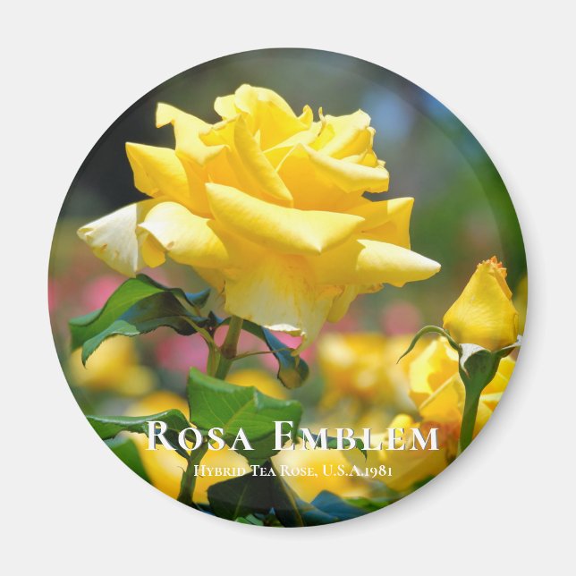 Rosa Emblem Magnet (Front)