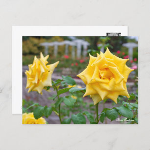 Rosa Emblem Postcard