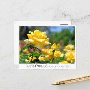 Rosa Emblem Postcard