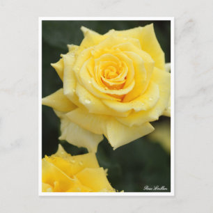 Rosa Emblem:Postcard Postcard