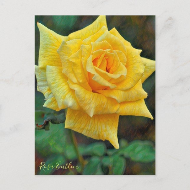 Rosa Emblem [Postcard] Postcard (Front)