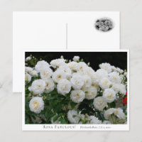 Rosa Fabulous!