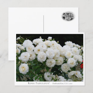 Rosa Fabulous! Postcard