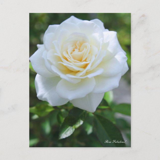 Rosa Fabulous! [Postcard] Postcard (Front)