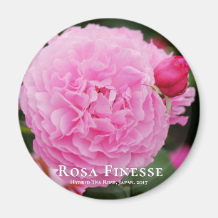 Rosa Finesse マグネット Magnet