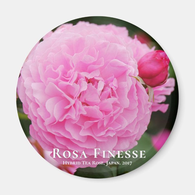 Rosa Finesse マグネット Magnet (Front)