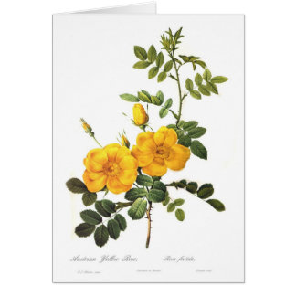 Rosa foetida