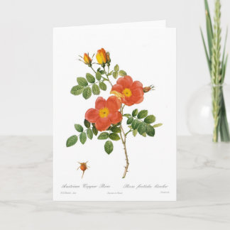 Rosa foetida bicolor card