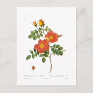 Rosa foetida bicolor postcard