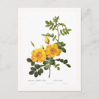 Rosa foetida postcard