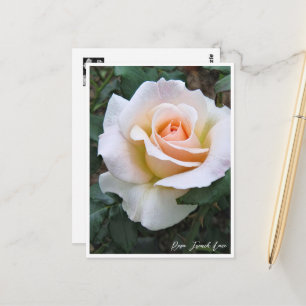 Rosa French Lace Postcard