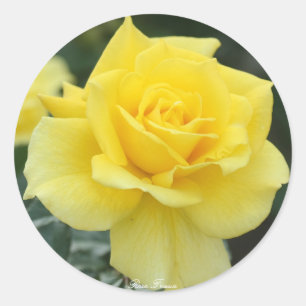 Rosa Friesia Classic Round Sticker