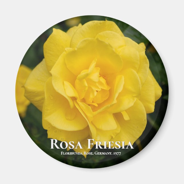 Rosa Friesia Magnet (Front)