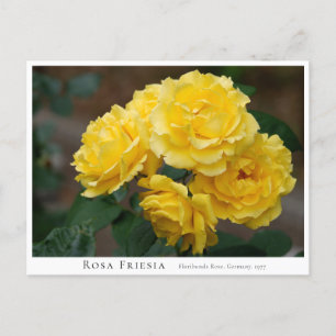 Rosa Friesia Postcard