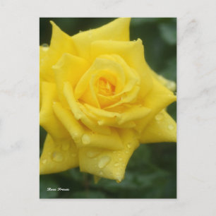 Rosa Friesia Postcard