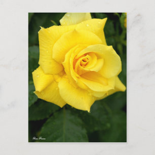 Rosa Friesia:Postcard Postcard