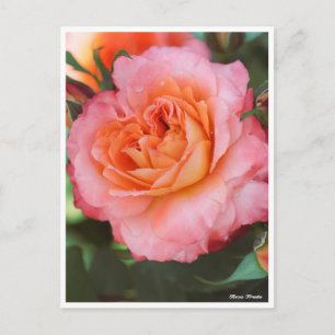 Rosa Fruite Postcard