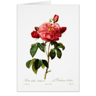 Rosa gallica aurelianensis