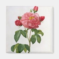 Rosa Gallica Aurelianensis