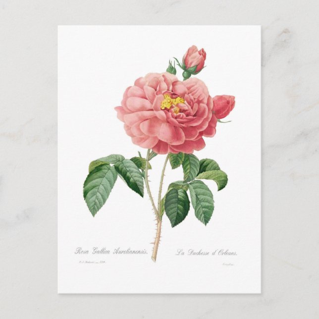 Rosa gallica aurelianensis postcard (Front)