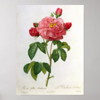 Rosa Gallica Aurelianensis